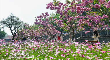 廣西南寧：冬日花開滿校園